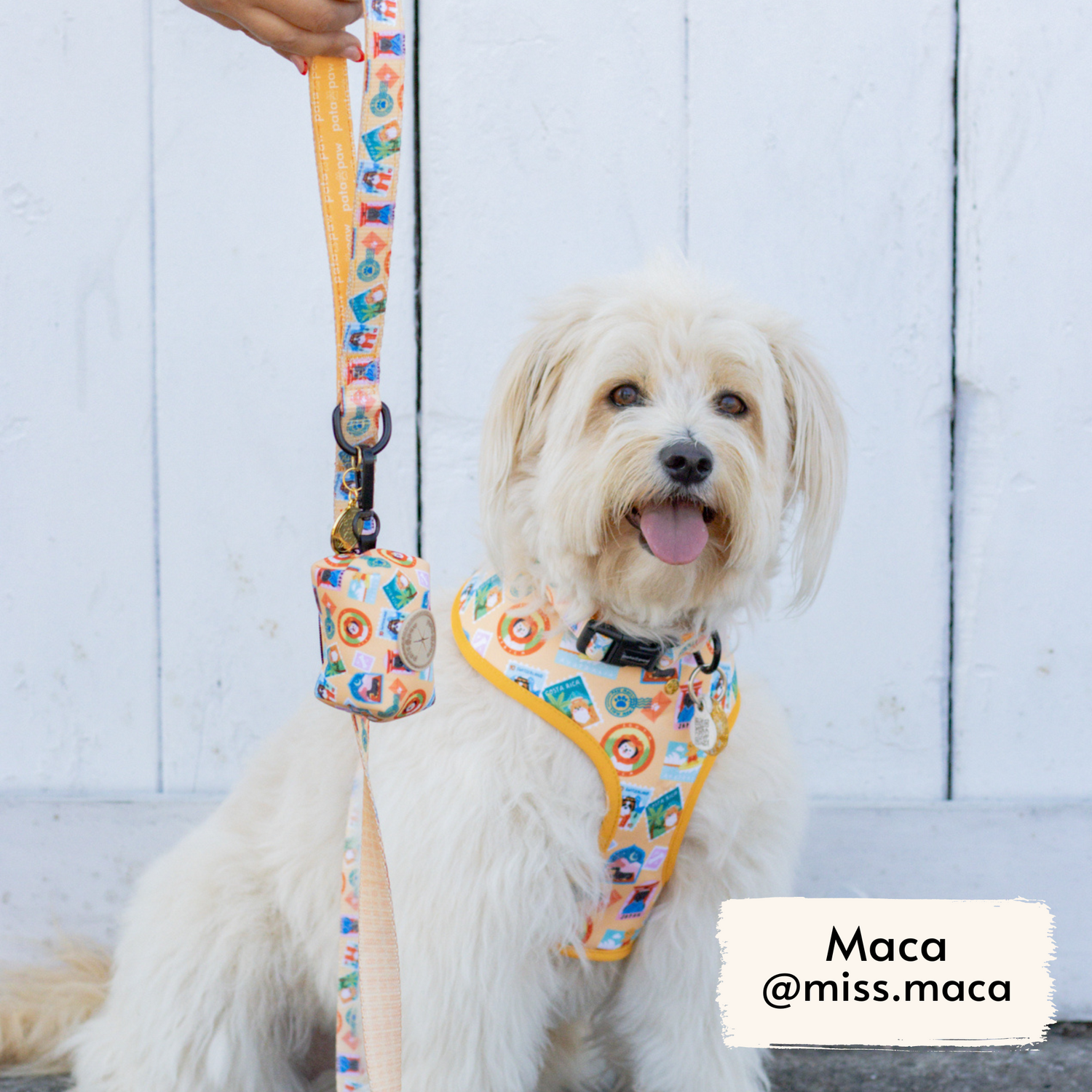 Maca @miss.maca, fluffy dog influencer, wearing Pata Paw's Traveling Pups collar (size M)