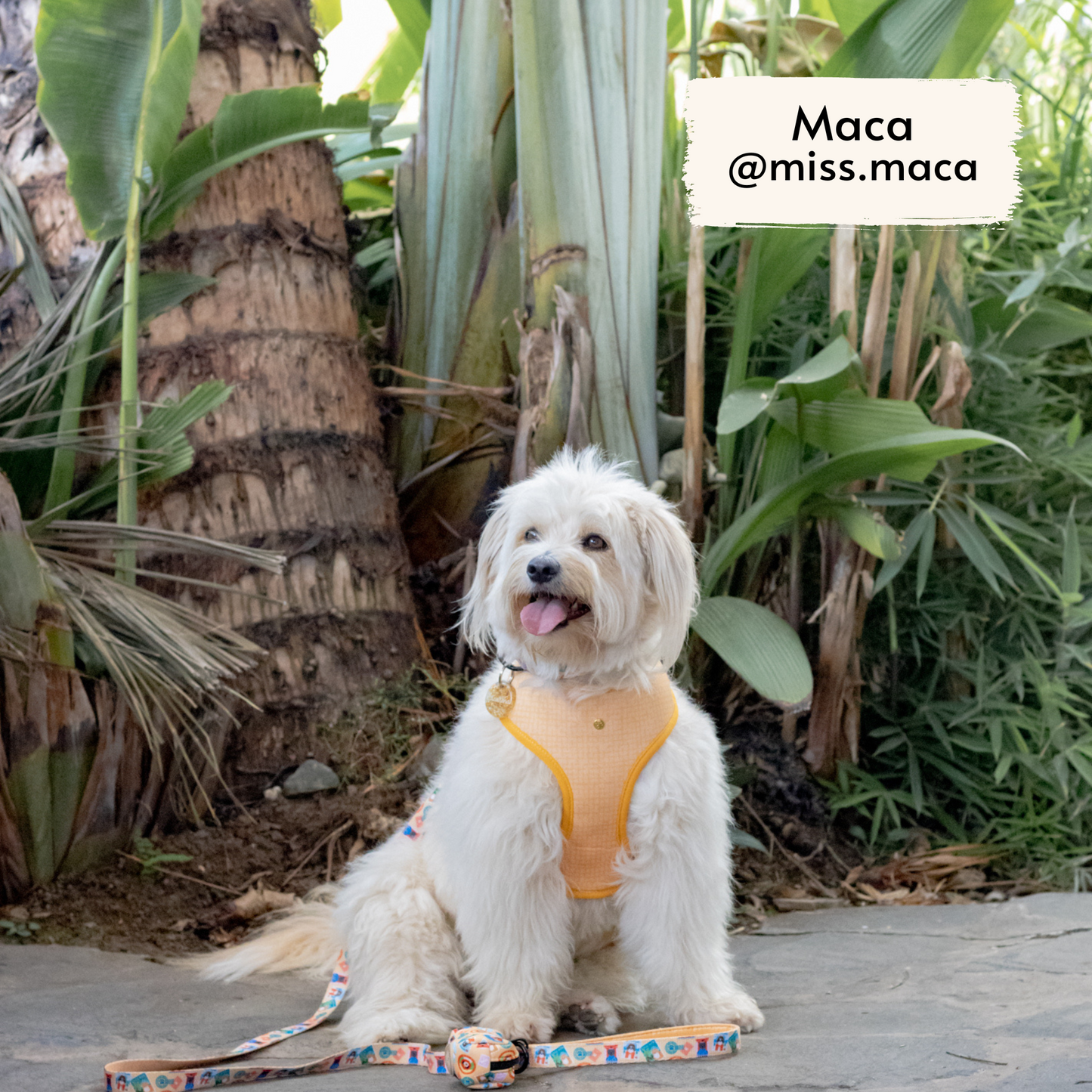 traveling pups leash