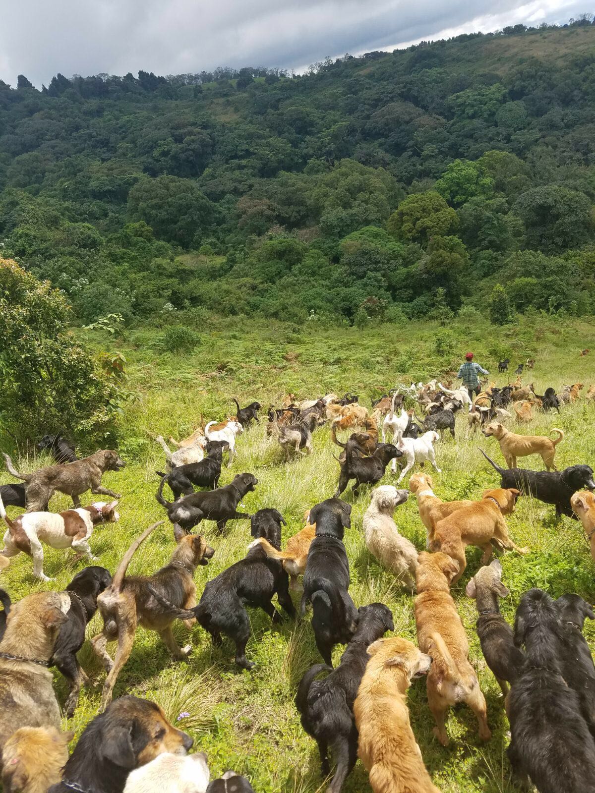 Land of the Strays mountain and dogs