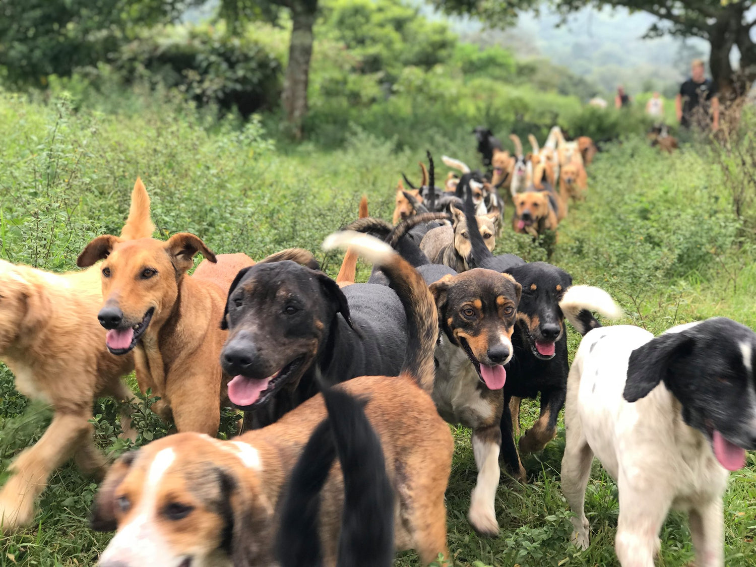 Land of the Strays pups