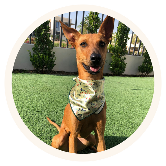 Nala, rescue dog in Dubai, wearing Pata Paw's Alpine Wildflowers dog bandana