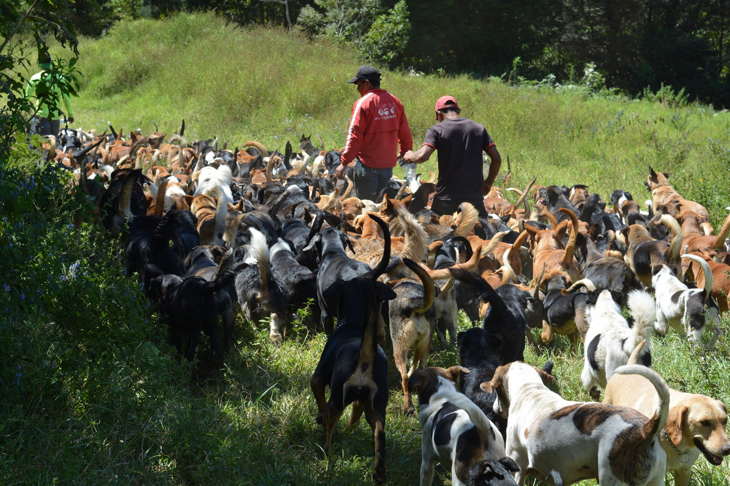 Land of the Strays dogs