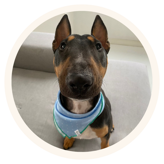 Joey, Miniature Bull Terrier living in Geneva Switzerland, wearing Pata Paw's classic polka dots bandana