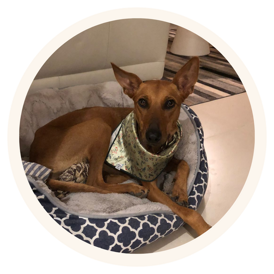 Nala, rescue dog in Dubai, wearing Pata Paw's Alpine Wildflowers dog bandana