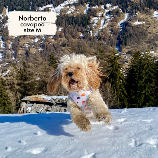 Norberto, a cavapoo, wearing Pata Paw's dog harness in a size M.