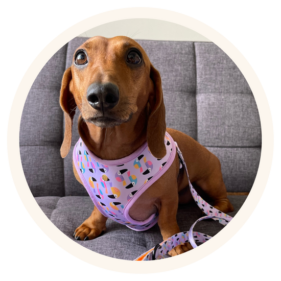 Biggie, daschund living in Costa Rica, wearing Pata Paw's Toucan Tropics dog reversible harness
