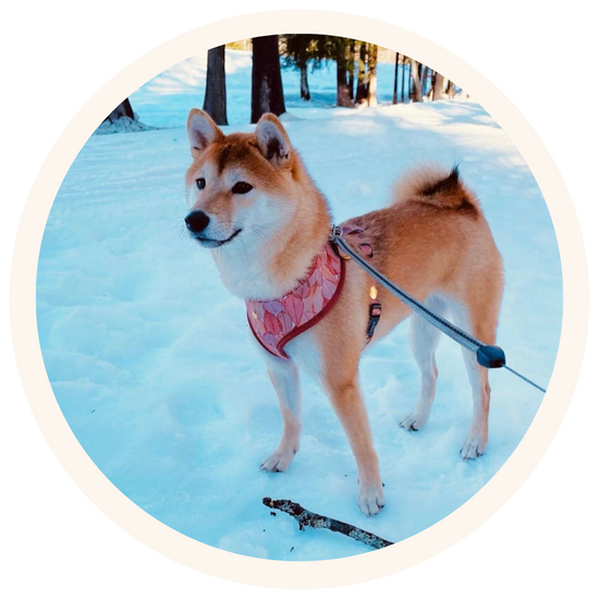 Isla, Shiba Inu in Switzerland, wearing Pata Paw's forest crunch harness