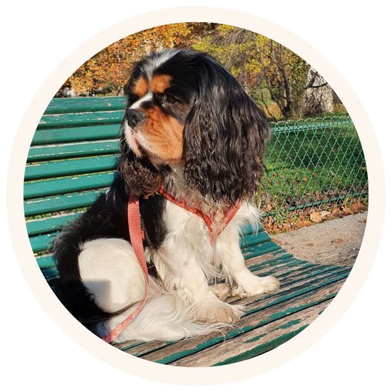 Cajou, Cavalier King Charles Spaniel in Paris, wearing Pata Paw's forest crunch dog harness
