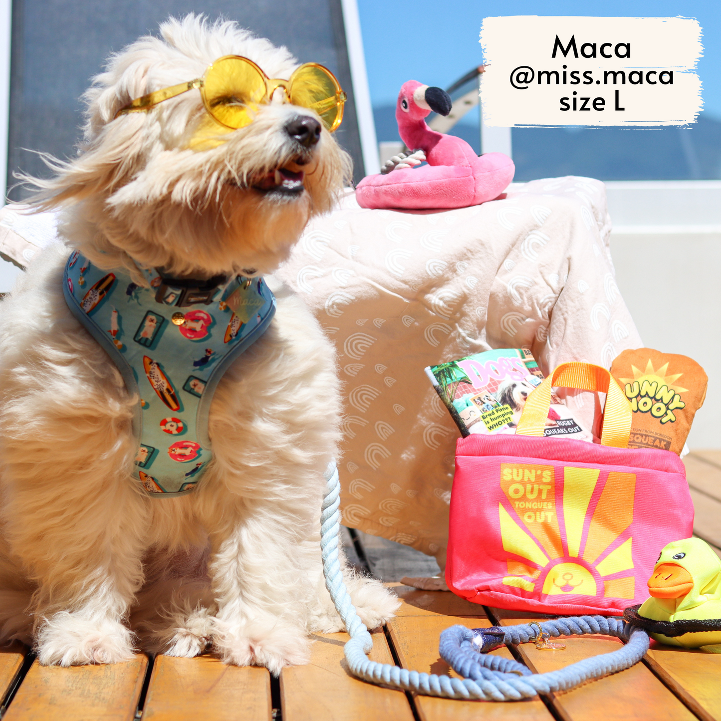 Miss Maca, fluffy rescue dog influencer, wearing Pata Paw's Pool Pups harness (size L) and blue rope leash