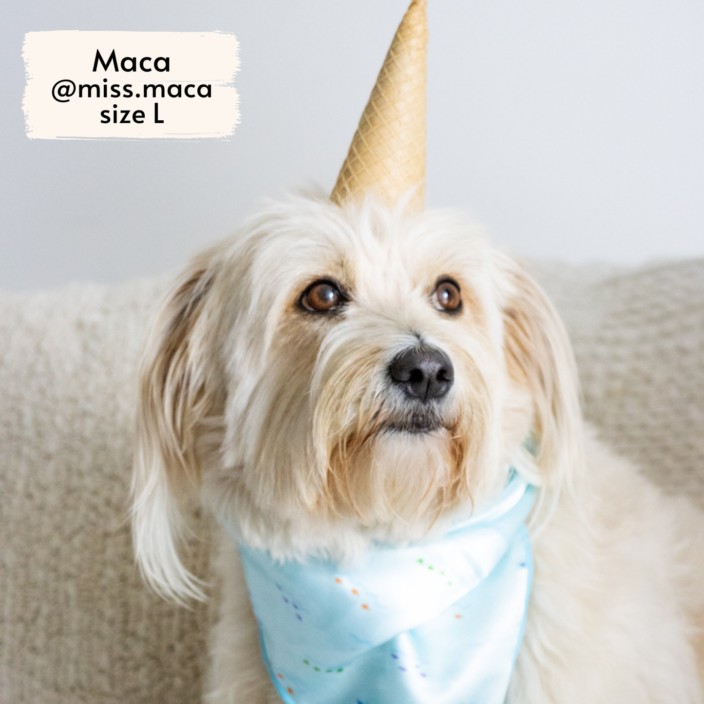 costa rican sea life bandana