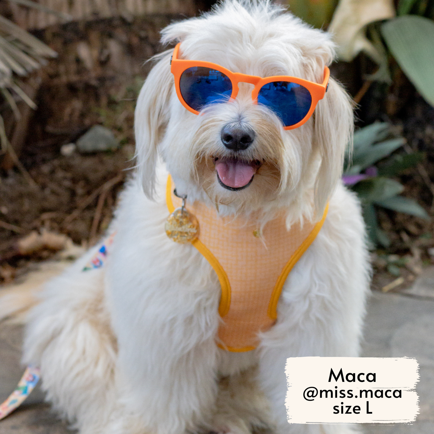 Miss Maca, fluffy dog influencer, wearing Pata Paw's Traveling Pups harness (size L)