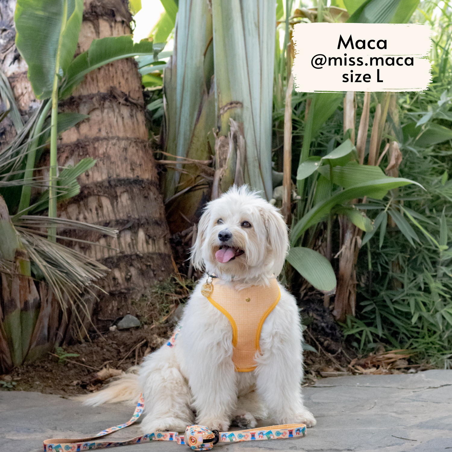 Miss Maca, fluffy dog influencer, wearing Pata Paw's Traveling Pups harness (size L)