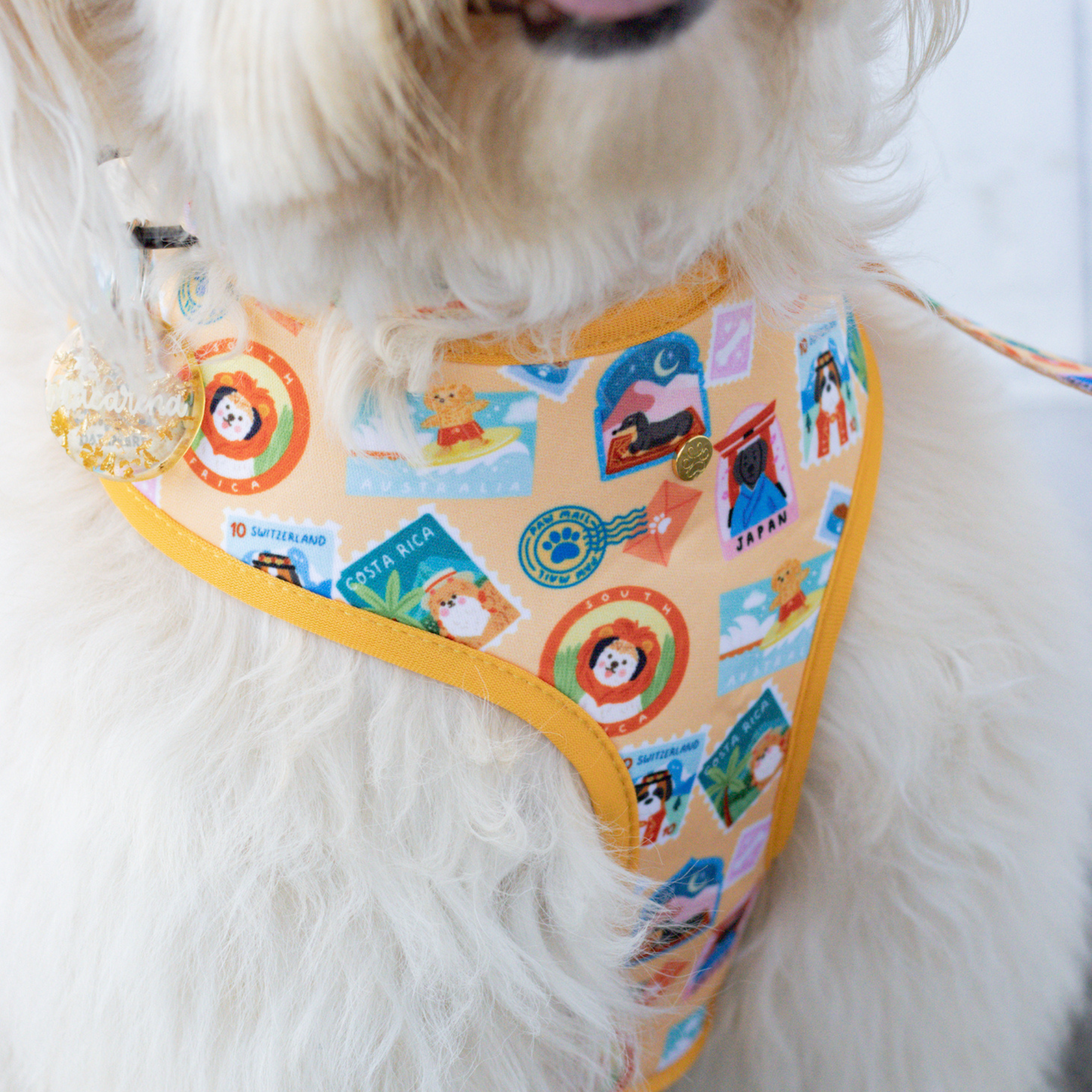 Miss Maca, fluffy dog influencer, wearing Pata Paw's Traveling Pups harness (size L)