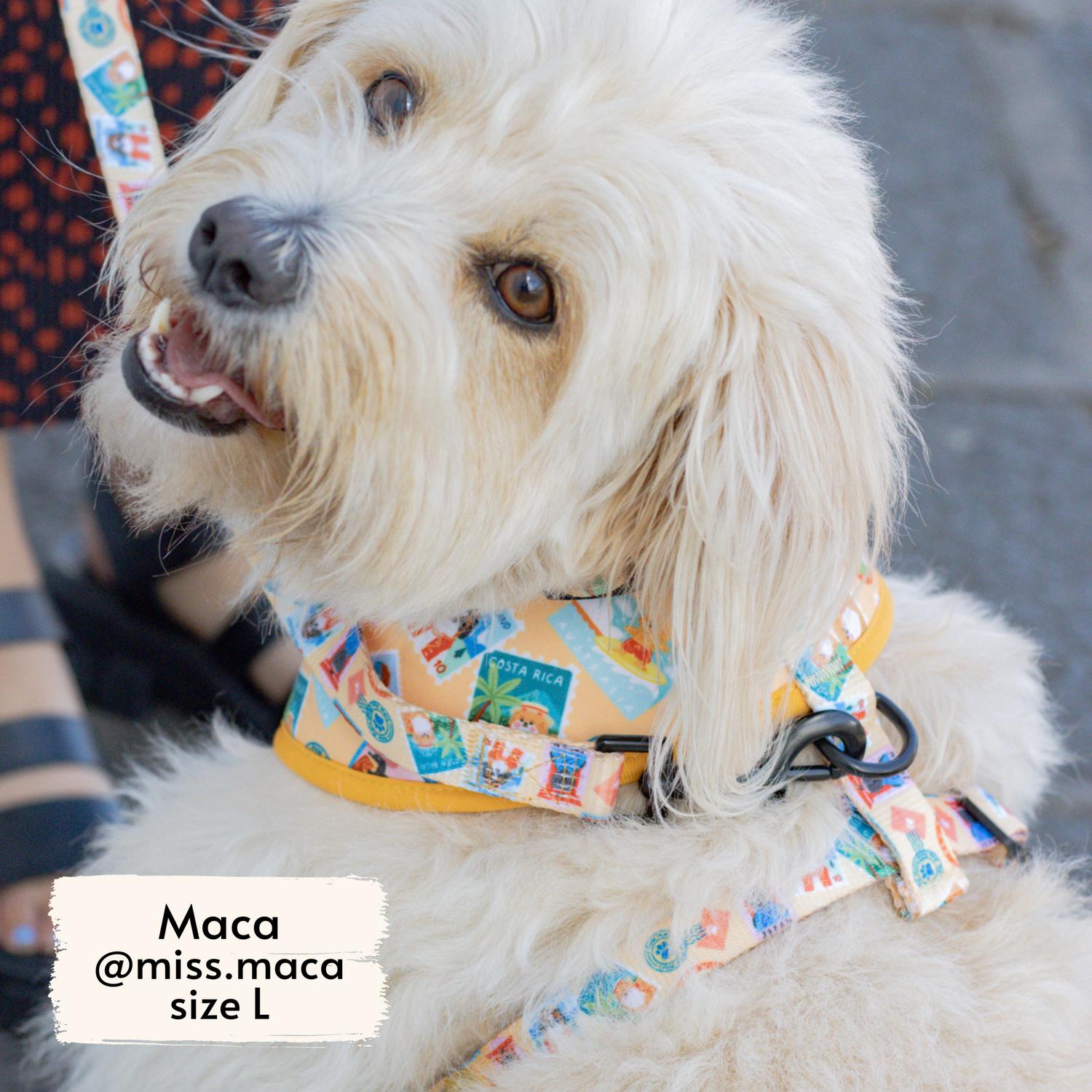 Miss Maca, fluffy dog influencer, wearing Pata Paw's Traveling Pups harness (size L)
