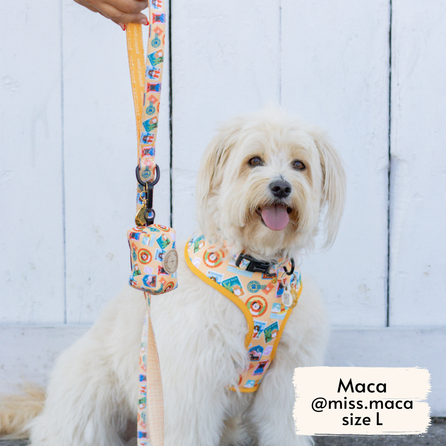 Miss Maca, fluffy dog influencer, wearing Pata Paw's Traveling Pups harness (size L)