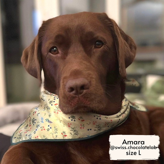Amara, labrador, wearing Pata Paw's Alpine Wildflowers bandana in a size L.