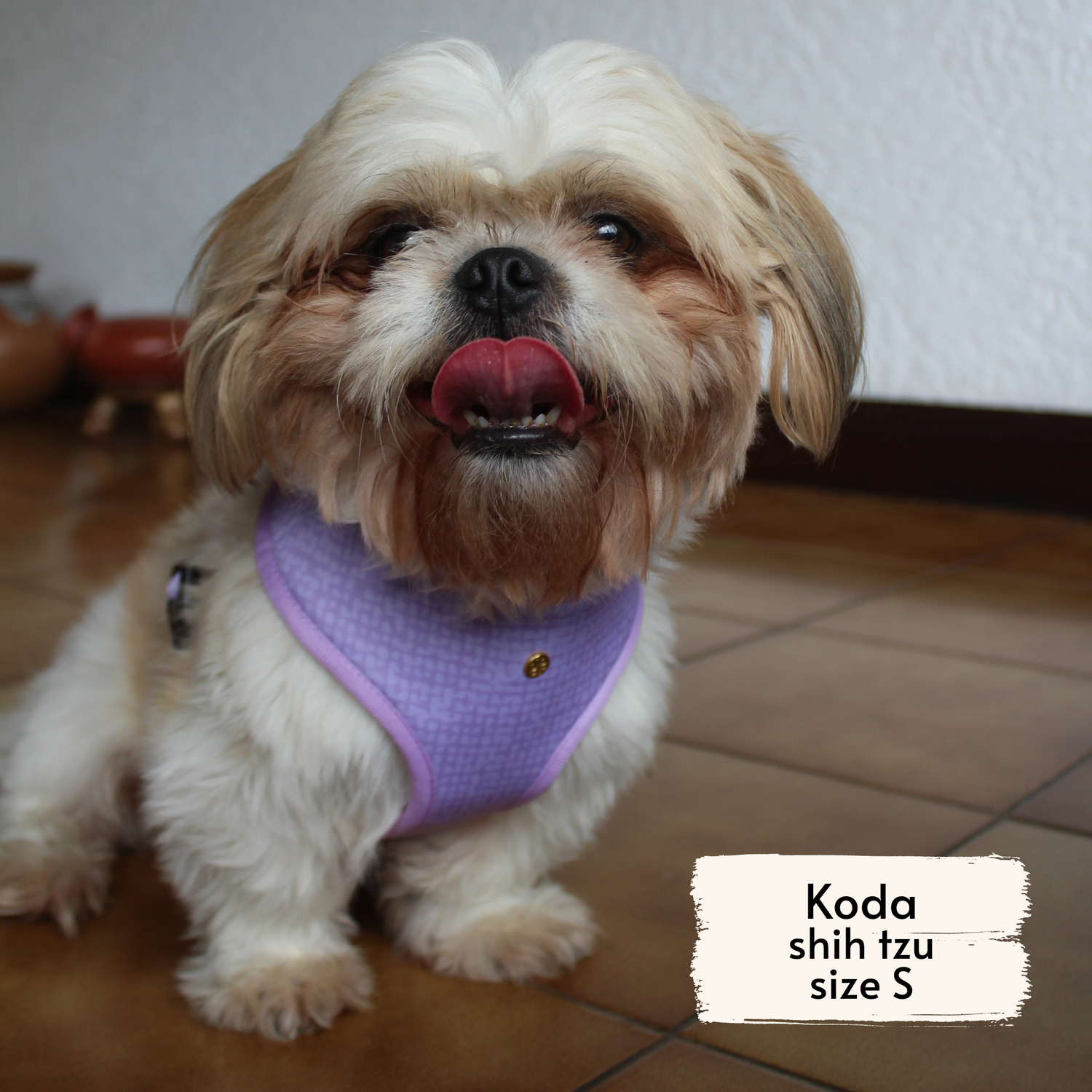 Pata Paw toucan tropics harness as seen on a small dog, Koda, a shih tzu.