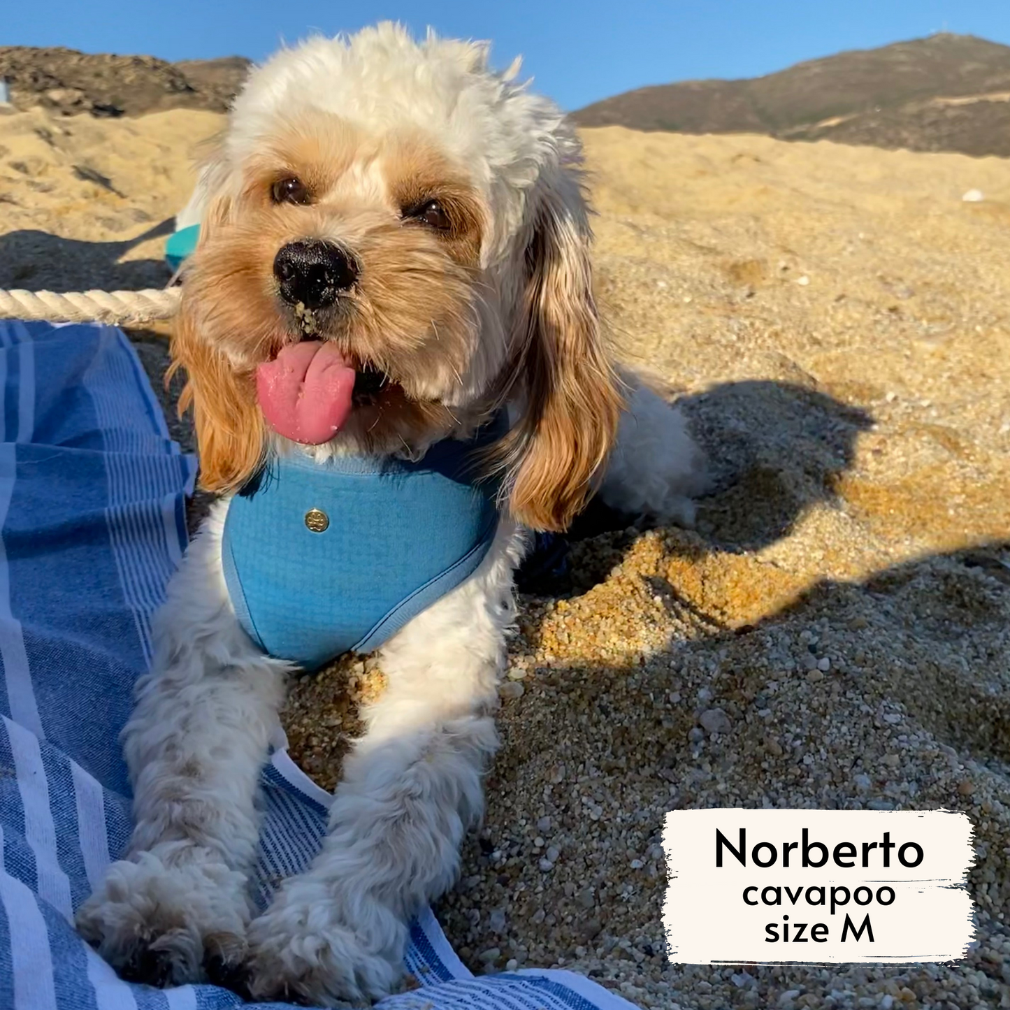 boops reversible harness