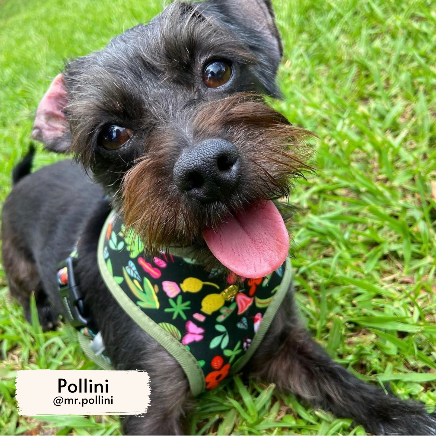 selva x holalola reversible harness