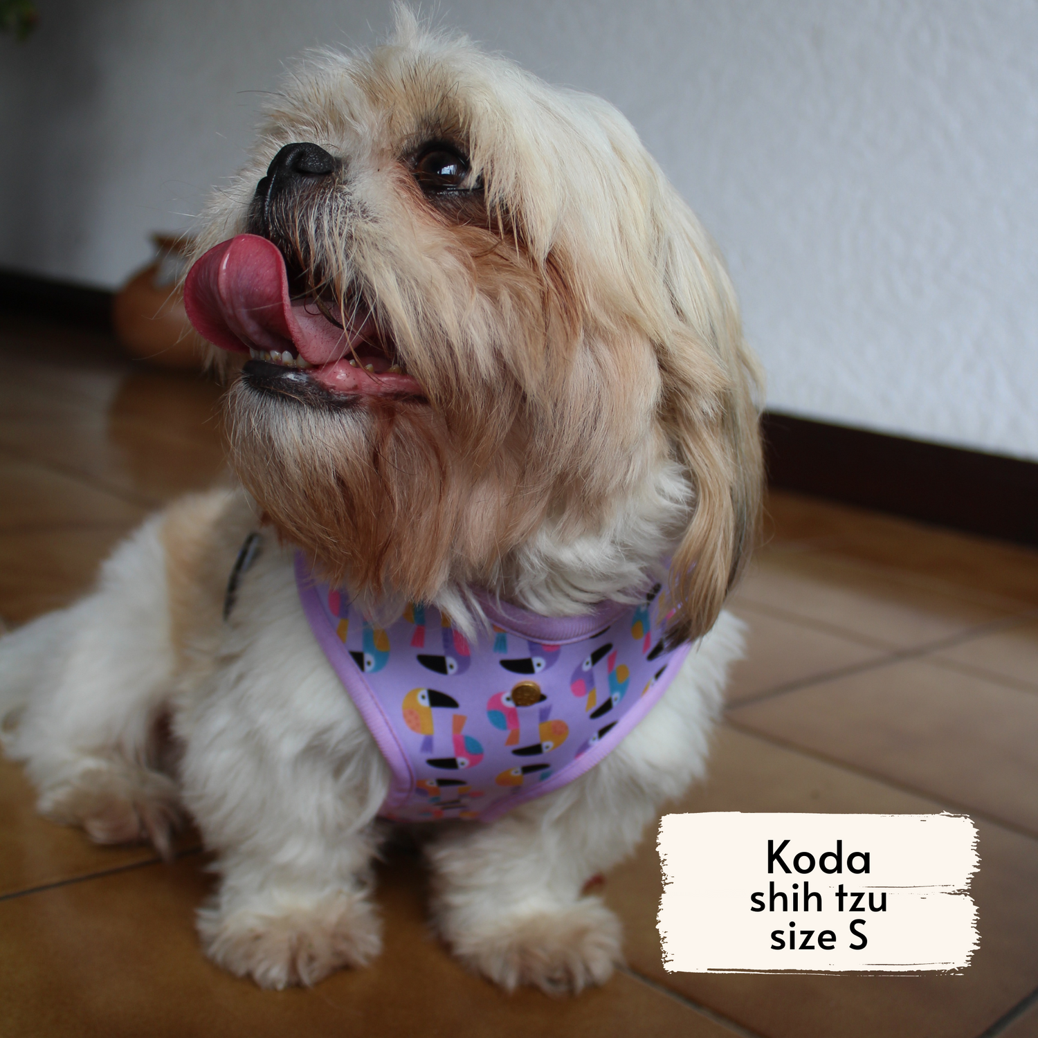 Pata Paw toucan tropics harness as seen on a small dog, Koda, a shih tzu.