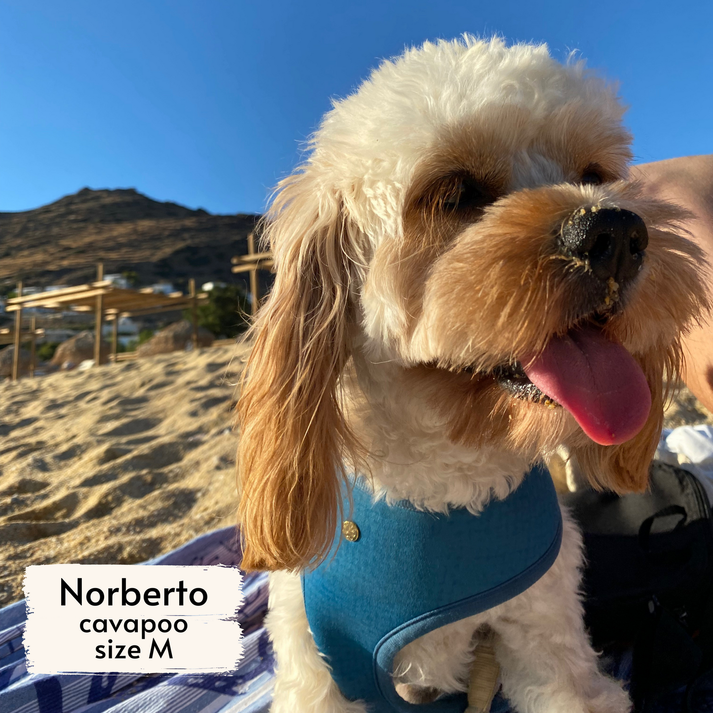 boops reversible harness