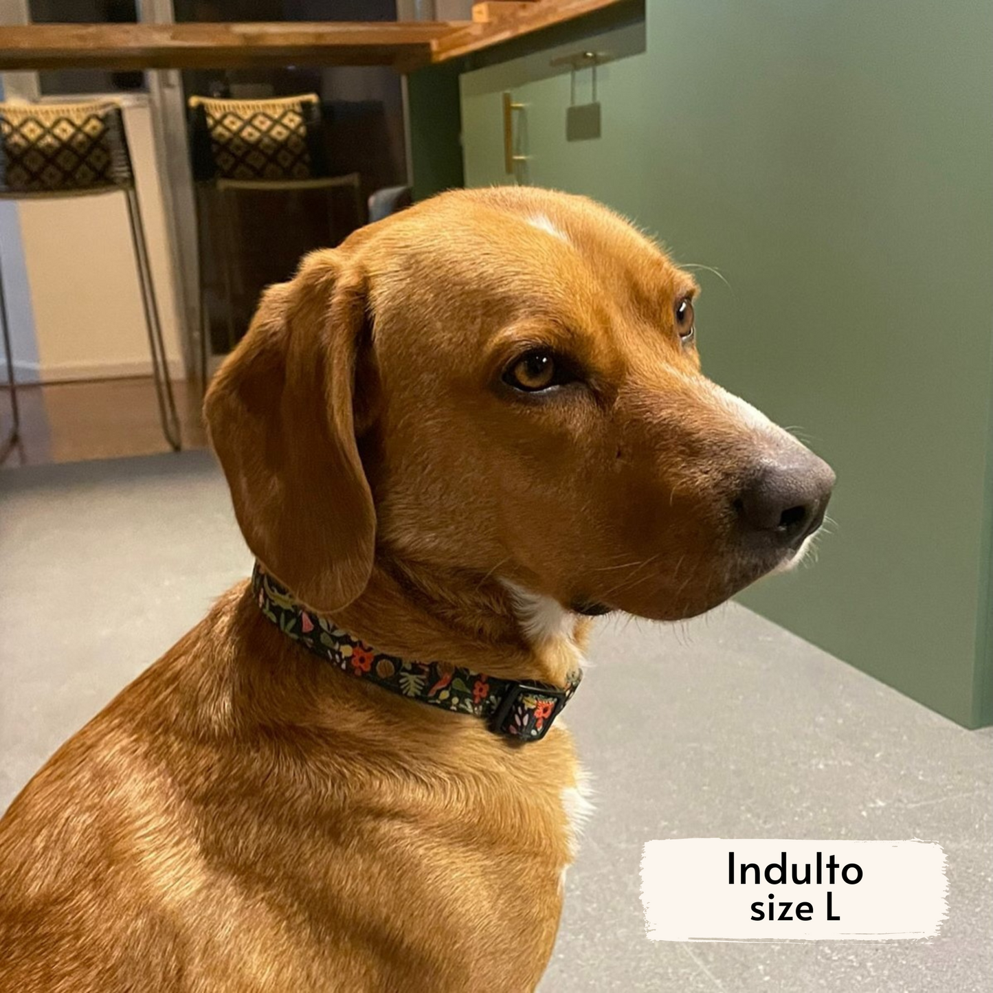 selva x holalola collar