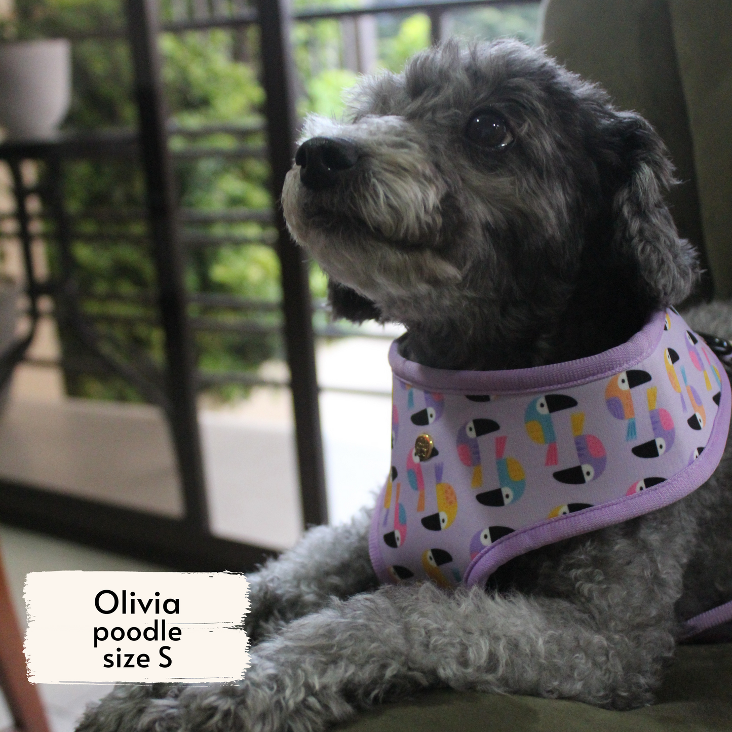 toucan tropics reversible harness