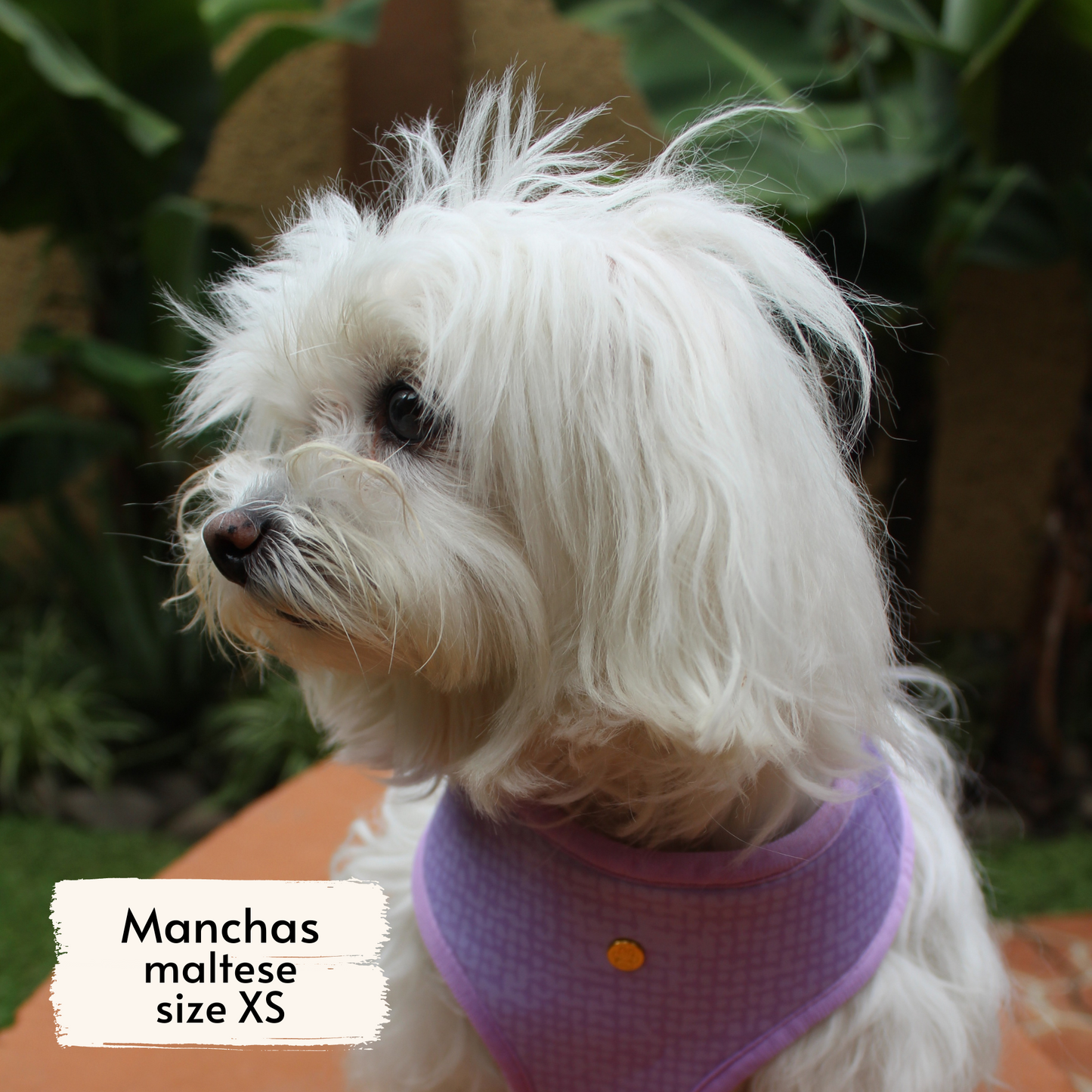 Pata Paw toucan tropics harness as seen on a XS dog, Manchas, a maltese