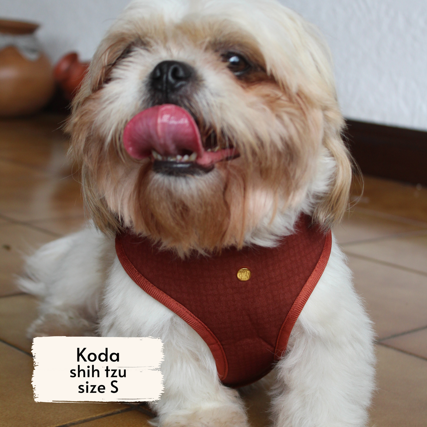 Pata Paw autumn crunch harness as seen on a small dog, Koda, a shih tzu.