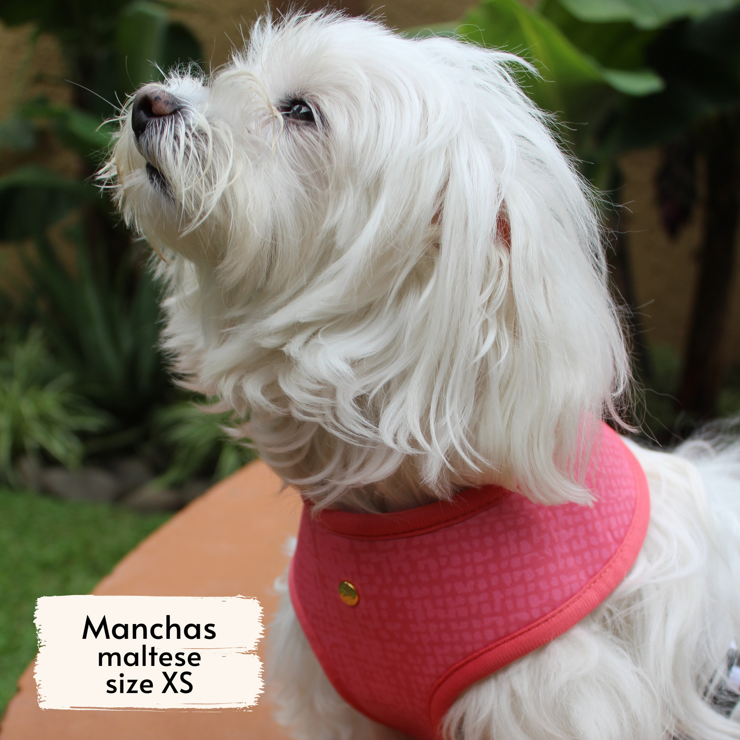 Pata Paw blush hearts harness as seen on a XS dog, Manchas, a maltese