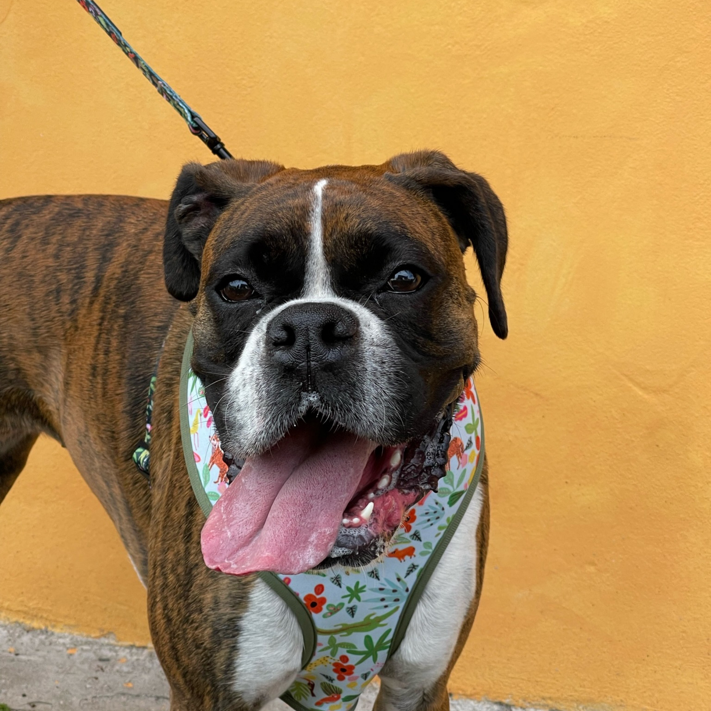 selva x holalola reversible harness