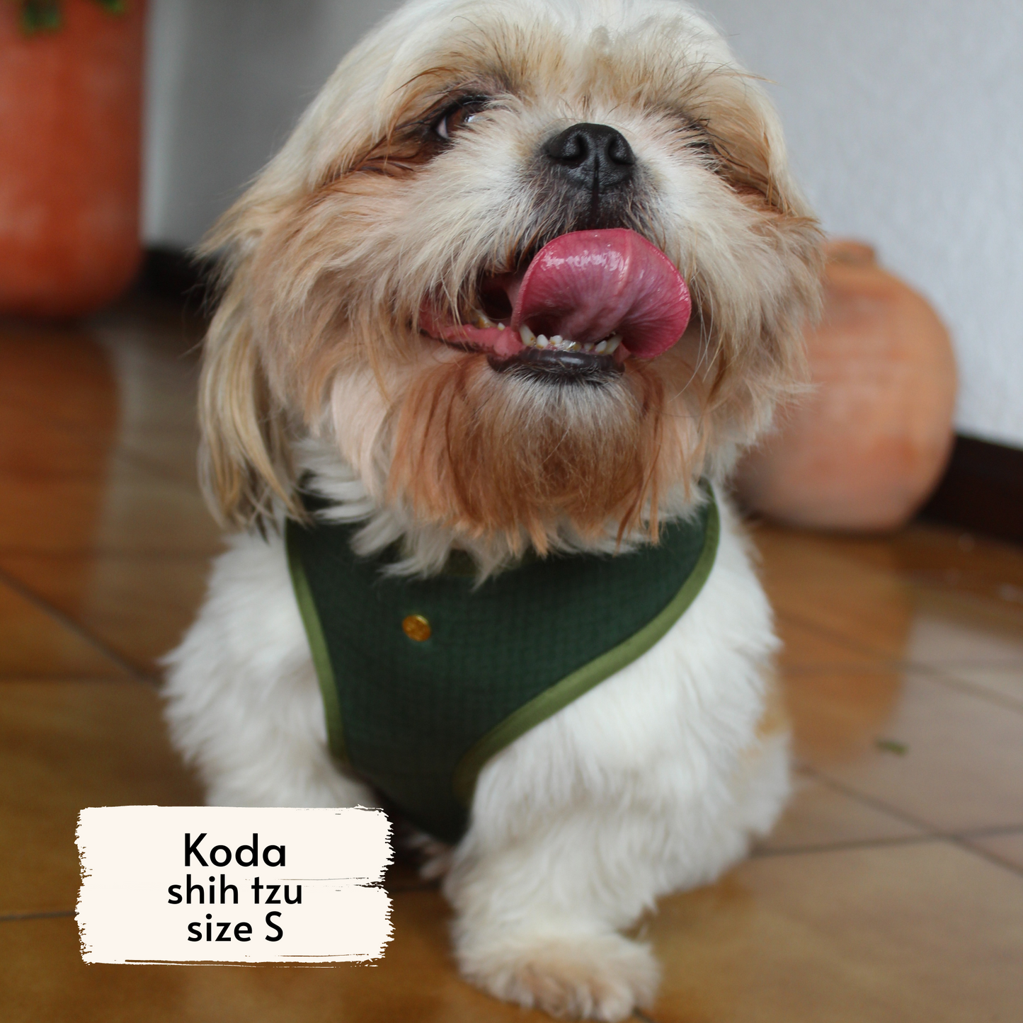 Pata Paw alpine wildflowers harness as seen on a small dog, Koda, a shih tzu.