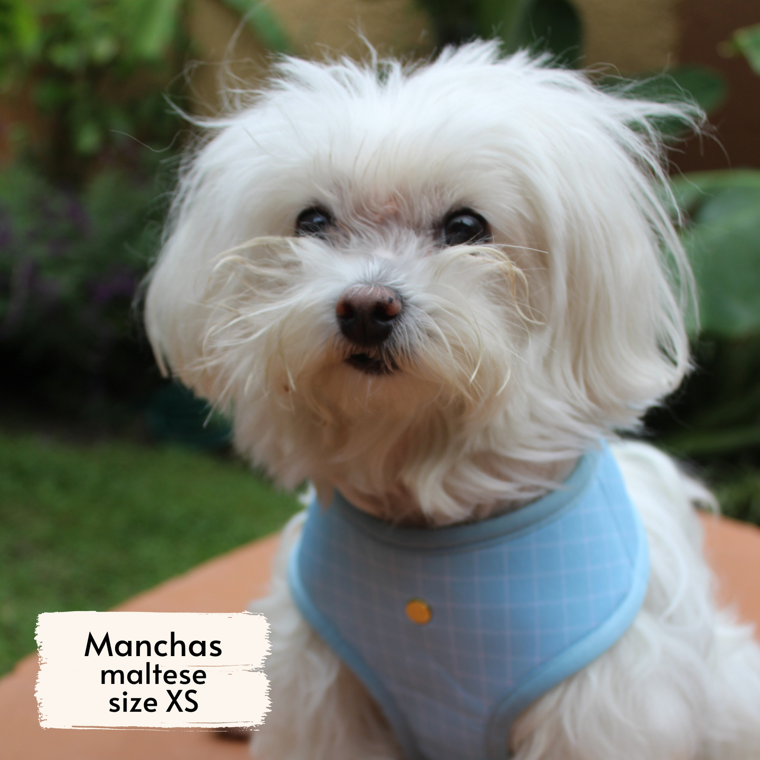 Pata Paw pool pups harness as seen on a XS dog, Manchas, a maltese