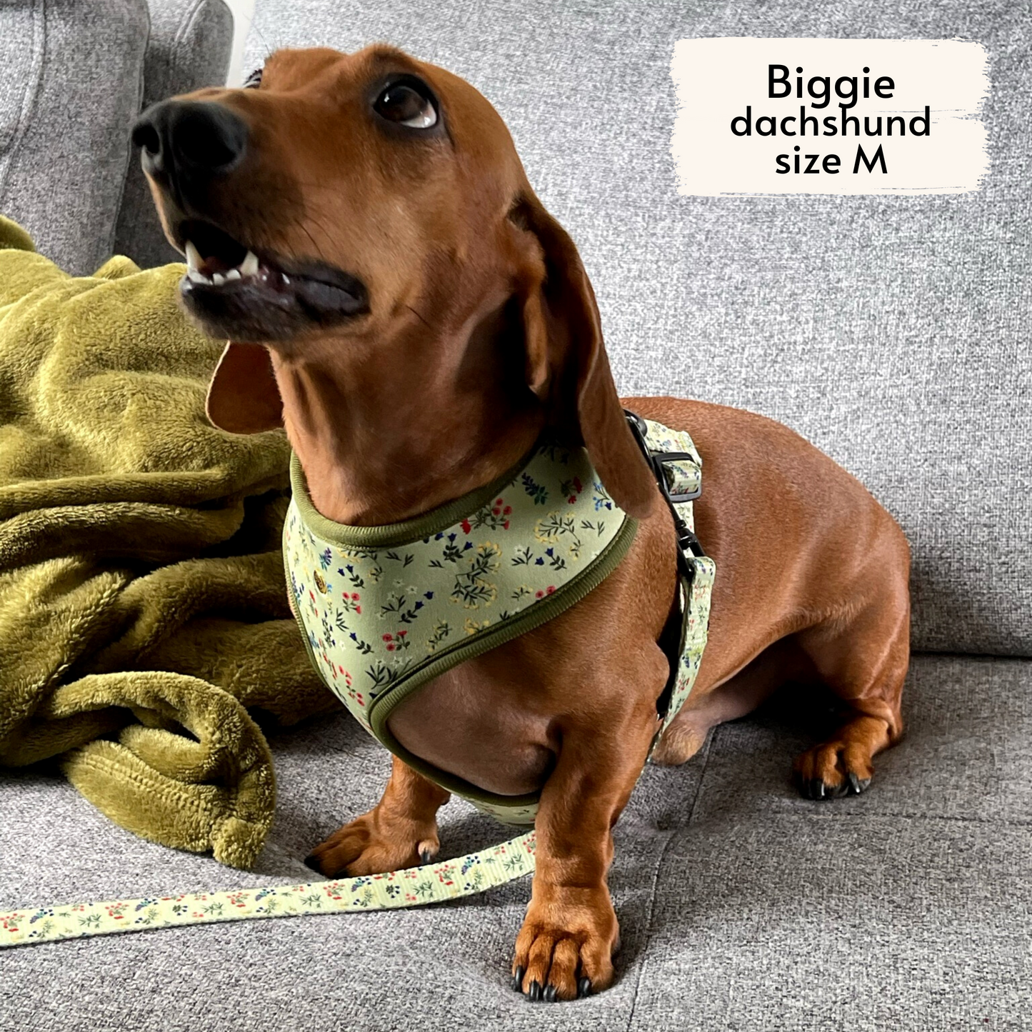 alpine wildflowers leash