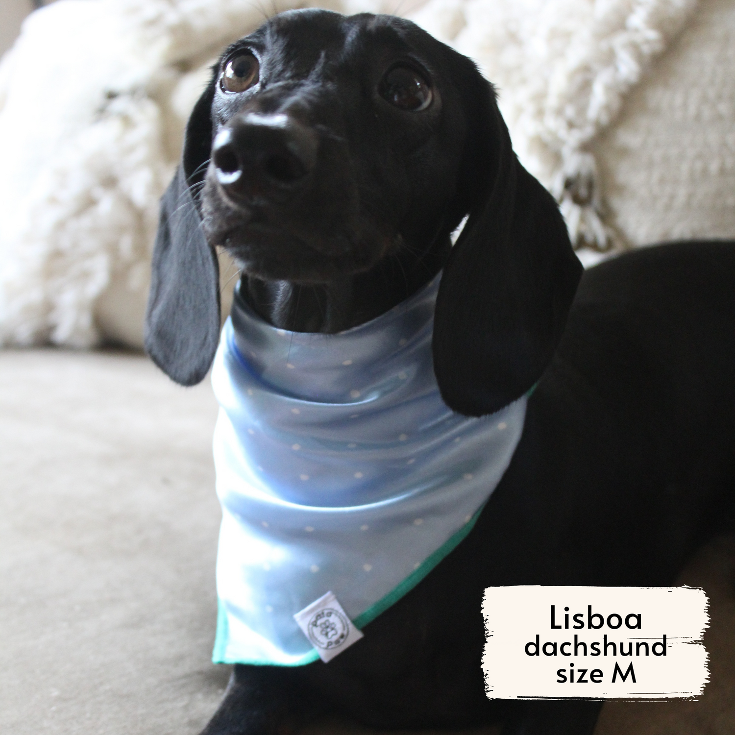 Pata Paw blue polka dots bandana as seen on a medium-sized dog, Lisboa, a dachshund