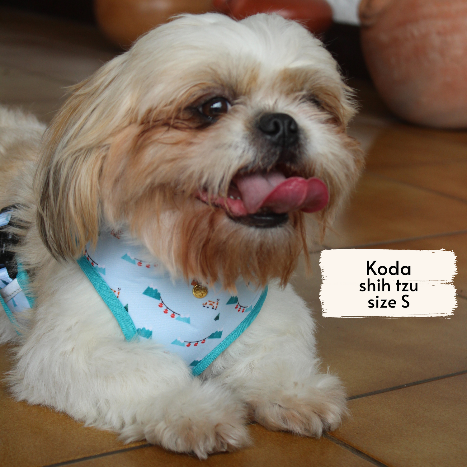 Pata Paw les alpes harness as seen on a small dog, Koda, a shih tzu.