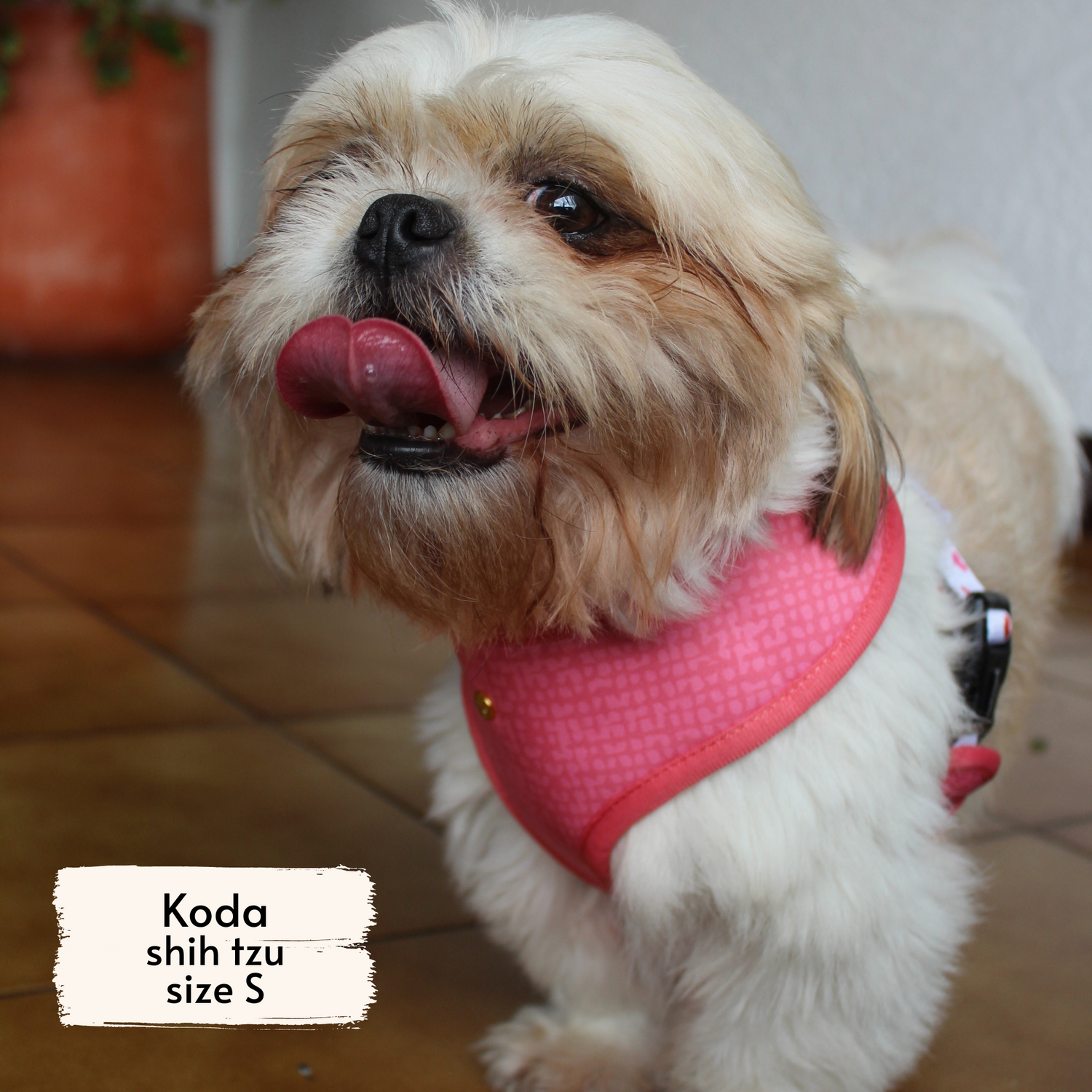Pata Paw blush hearts harness as seen on a small dog, Koda, a shih tzu.