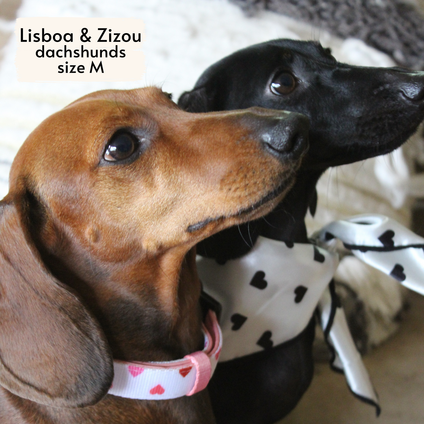 classic hearts bandana