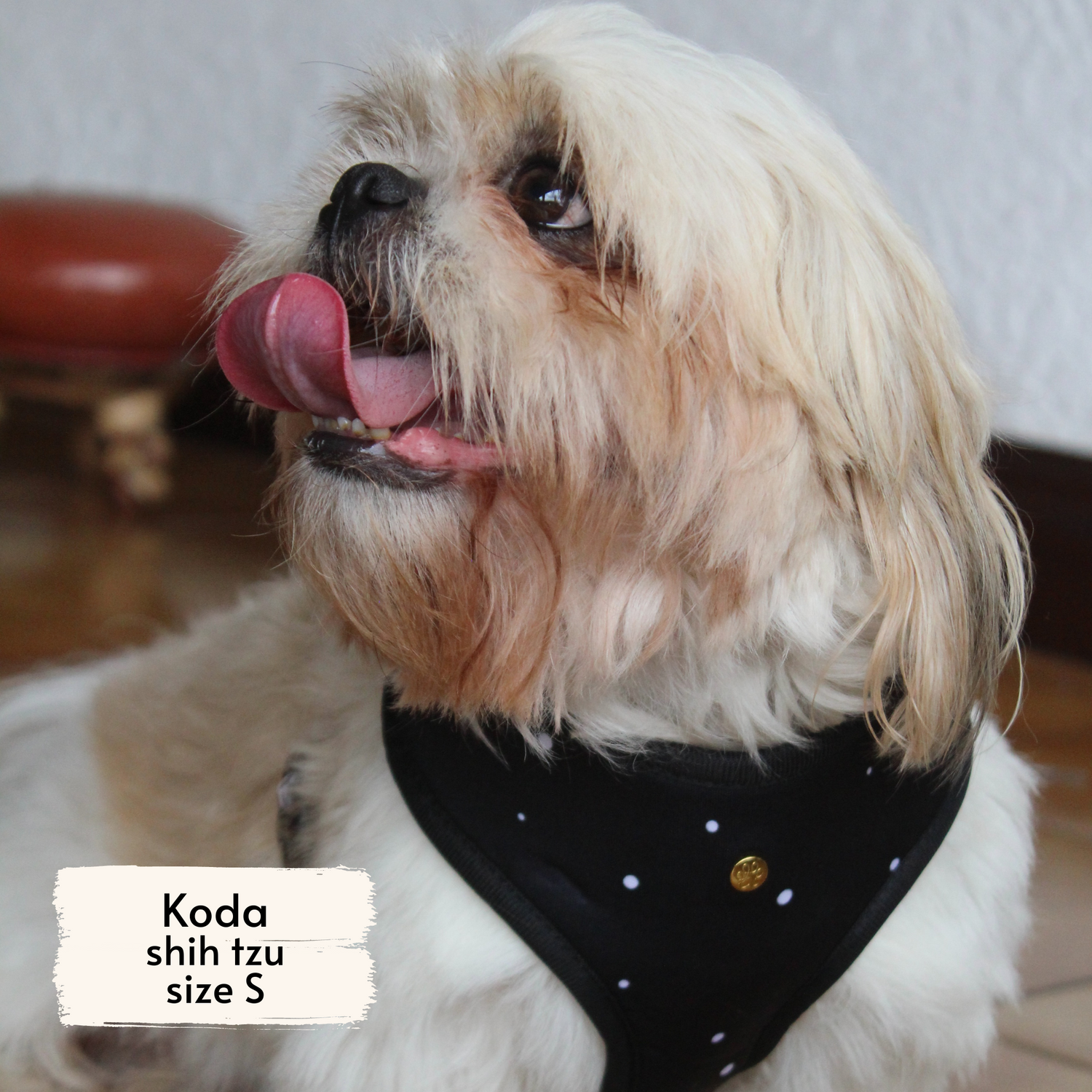 Pata Paw moo harness as seen on a small dog, Koda, a shih tzu.