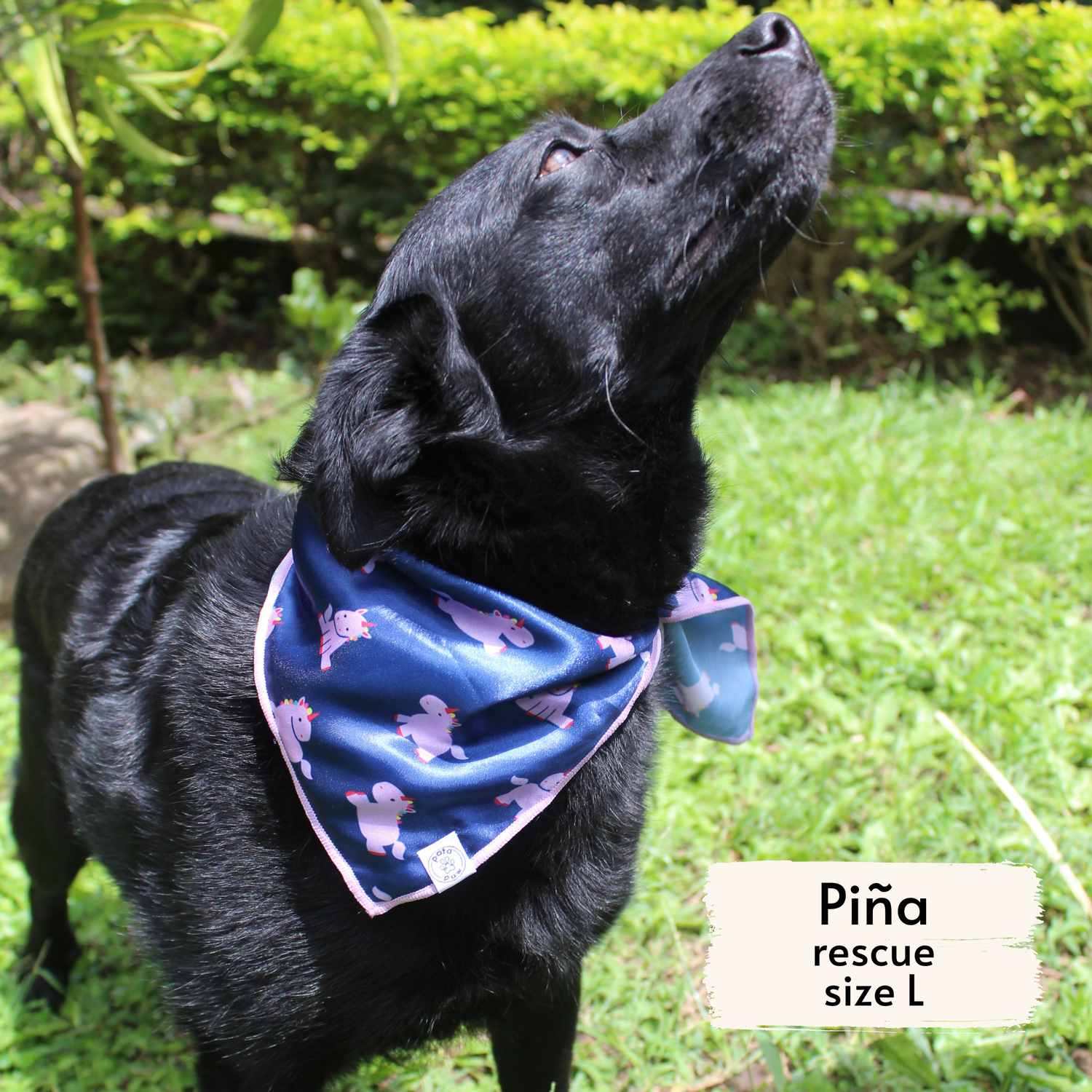 hero unicorn bandana as seen on a L size dog, Piña, a rescue dog