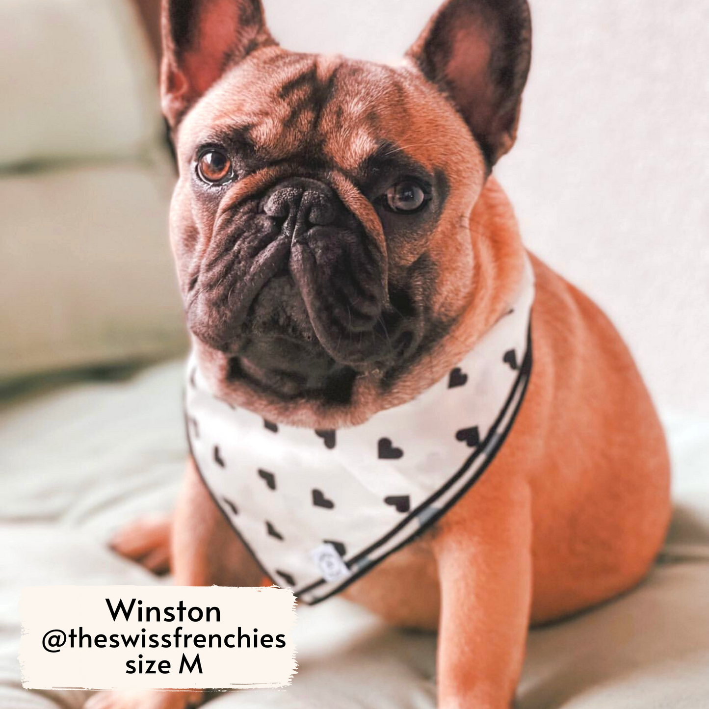 Pata Paw Classic Hearts bandana worn by a medium-sized Frenchie, Winston