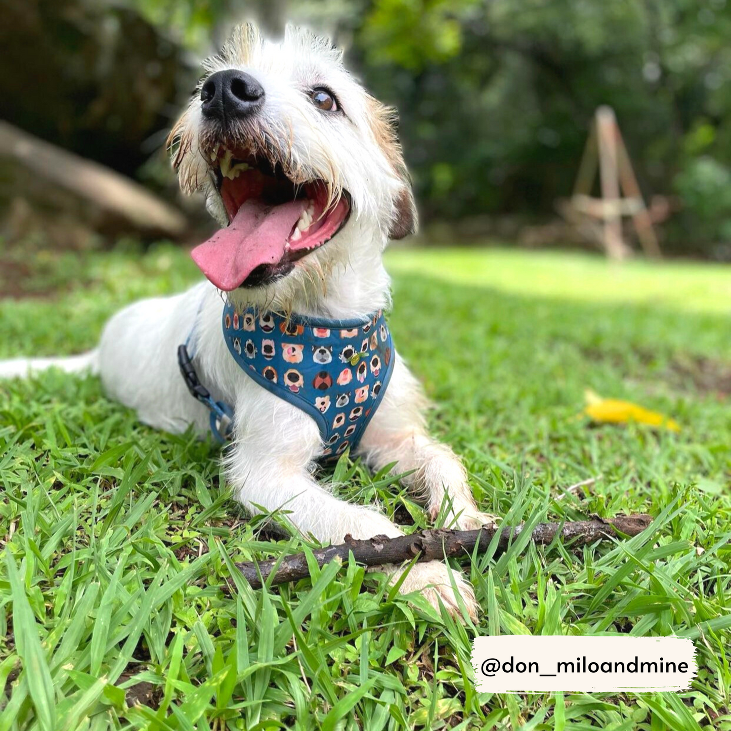 boops reversible harness