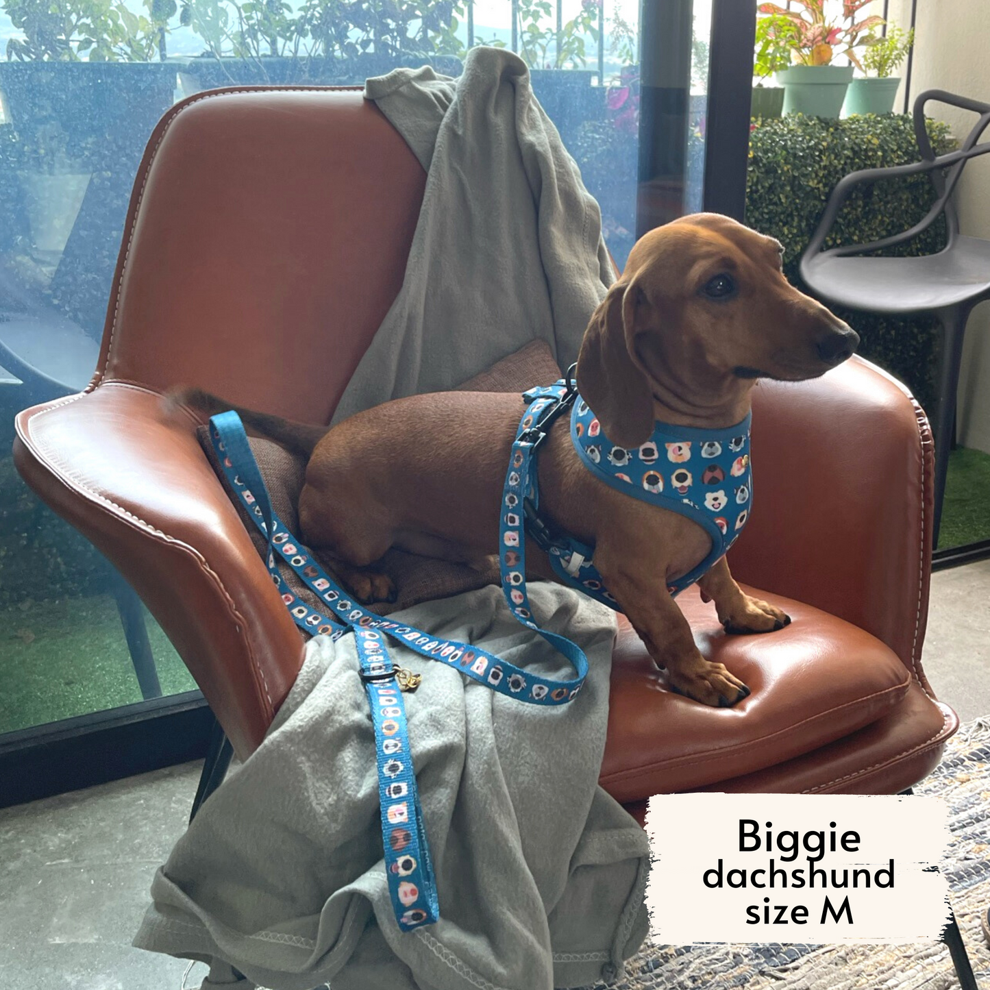 boops reversible harness