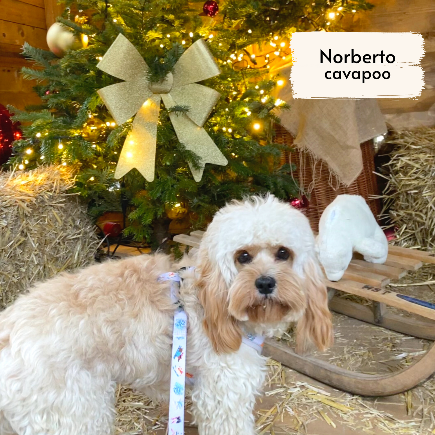 pata paw ski wonderland leash worn by a medium sized dog