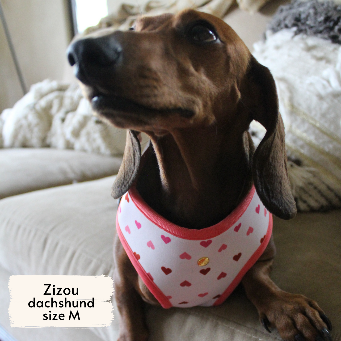 blush hearts reversible harness