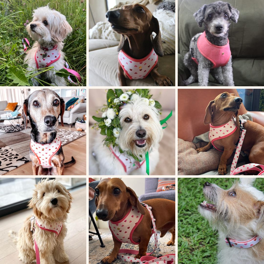 blush hearts walking set