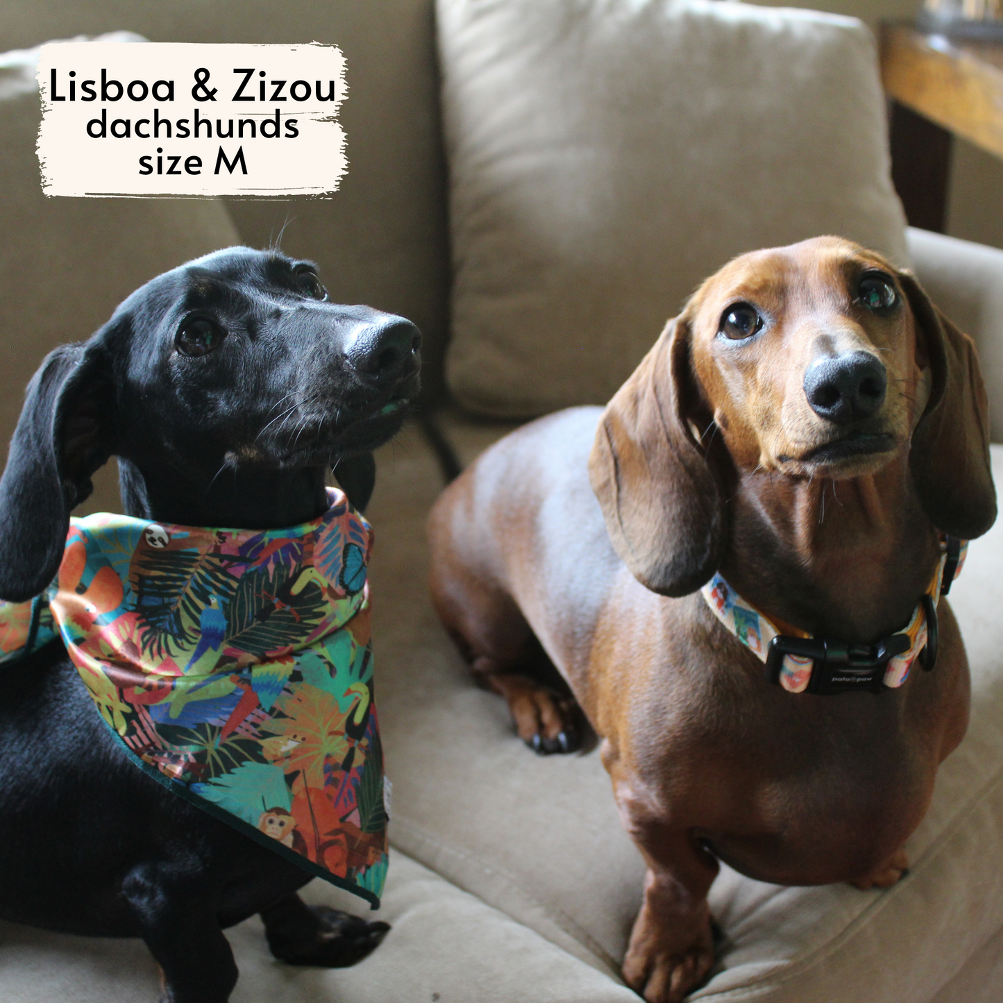 traveling pups collar