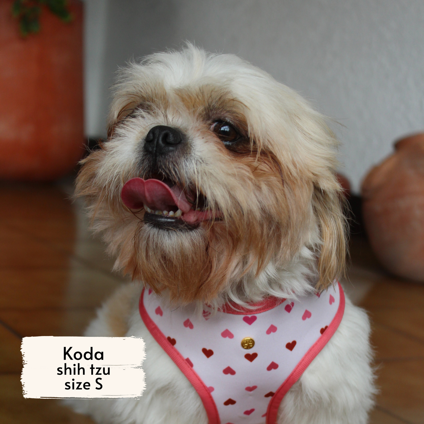 Pata Paw blush hearts harness as seen on a small dog, Koda, a shih tzu.