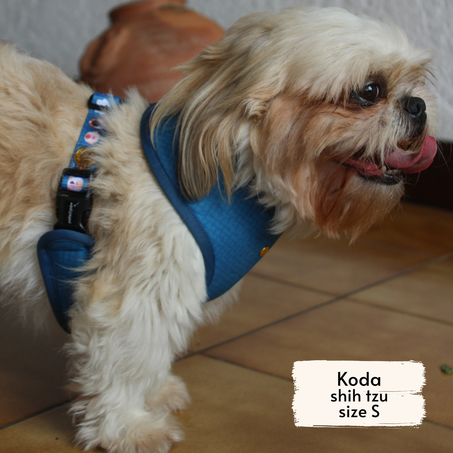 Pata Paw boops harness as seen on a small dog, Koda, a shih tzu.