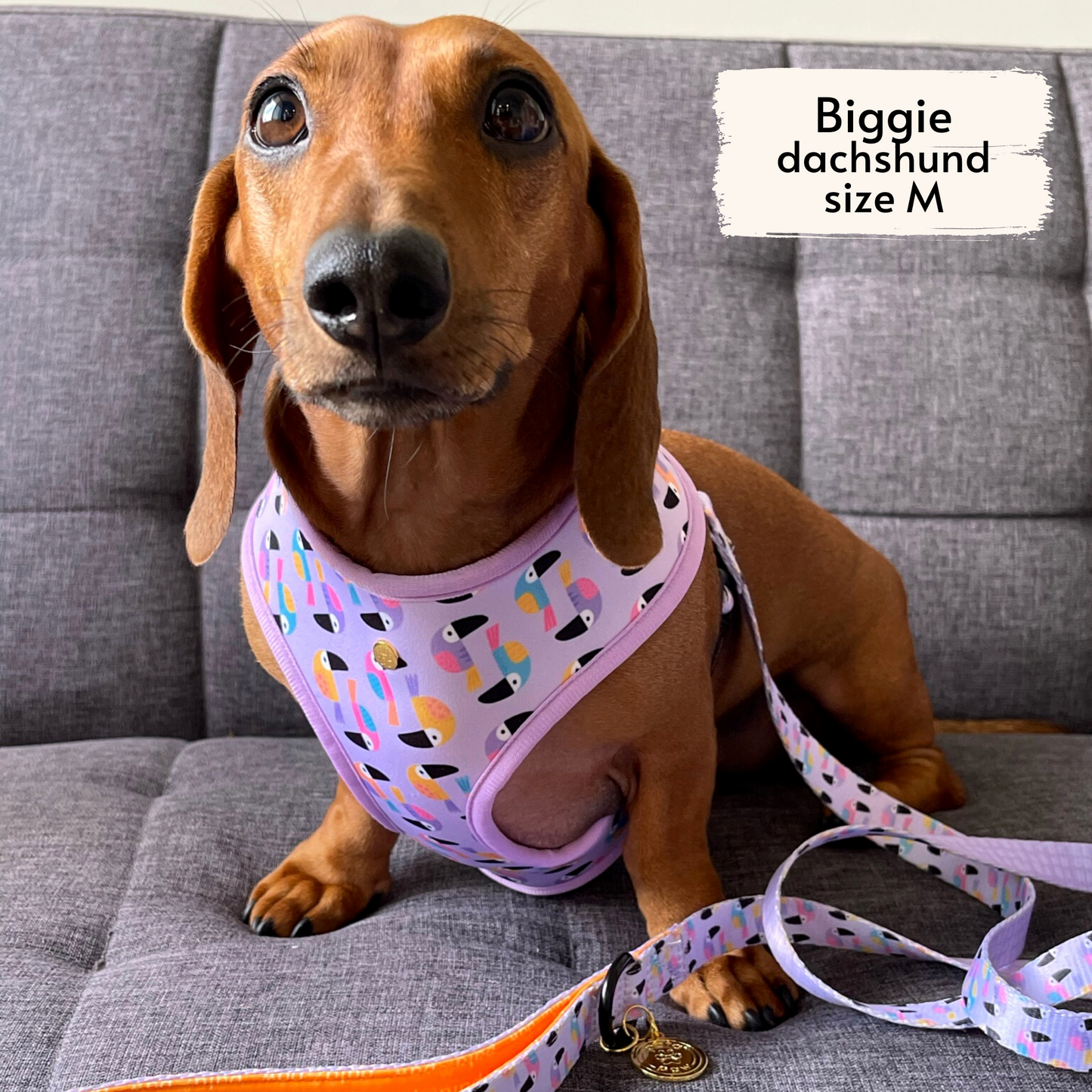 toucan tropics reversible harness